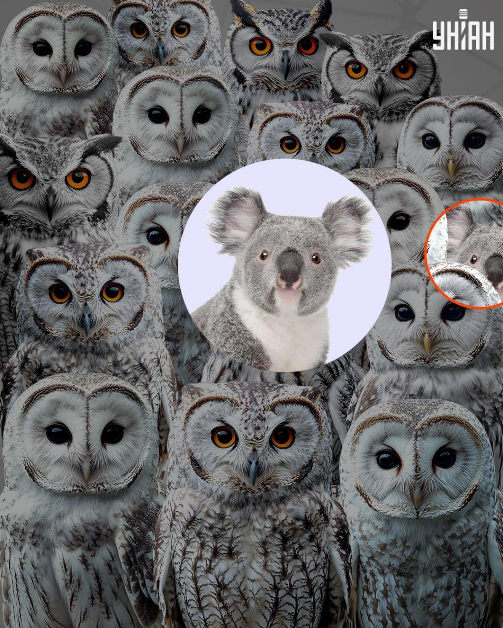 Řešení: Panda skrytá mezi sovami