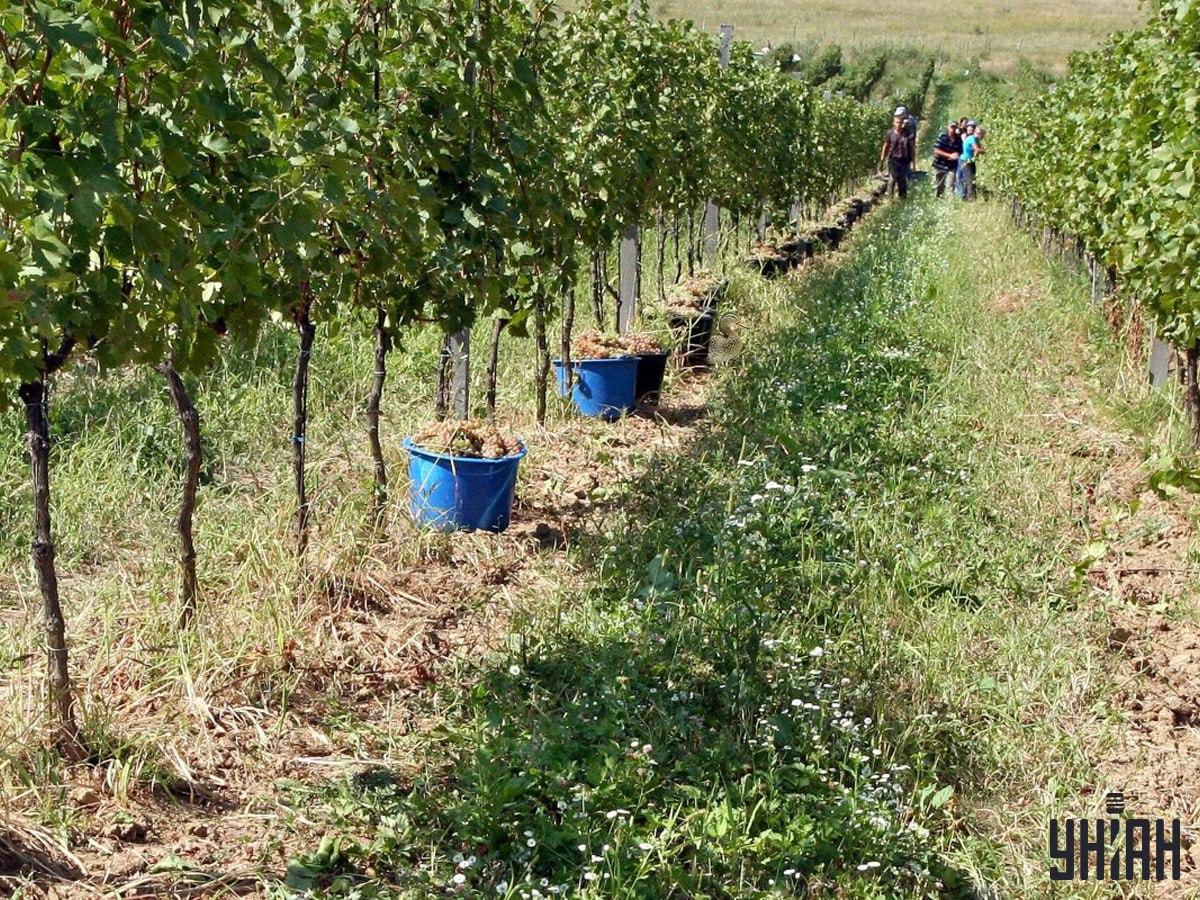 Hledání kachny na vinici