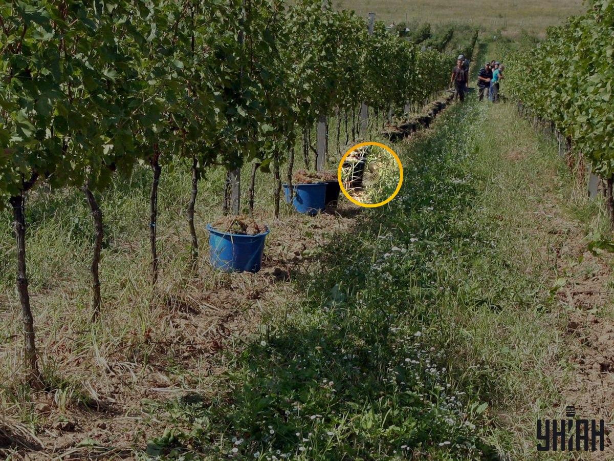 Řešení - kachna označena kroužkem