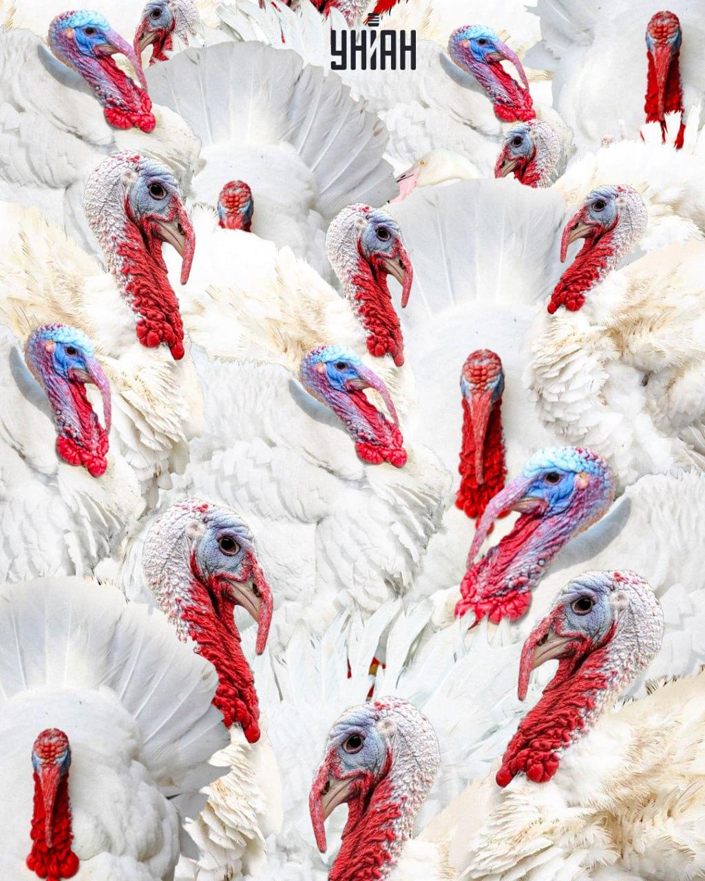 Ilustrační obrázek hlavolamu: stádo bílých krocanů s ukrytým plameňákem