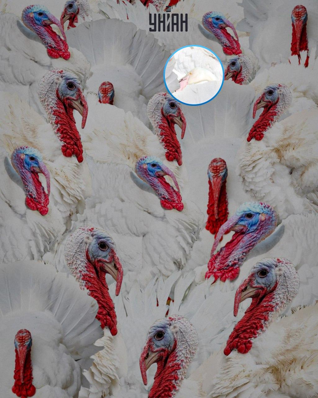 Řešení hlavolamu s vyznačeným plameňákem v horní části obrázku