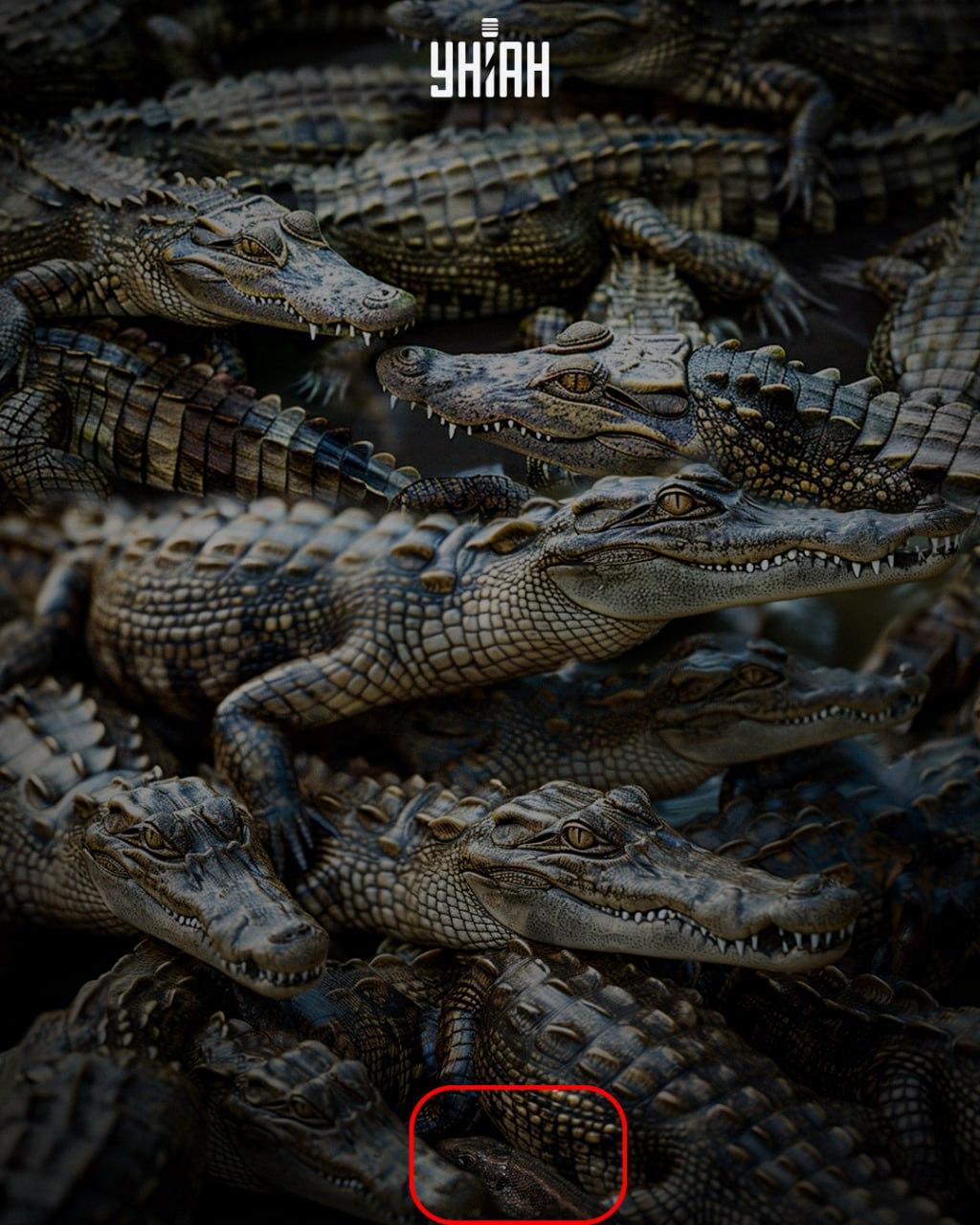 Řešení hádanky s ještěrkou mezi krokodýly