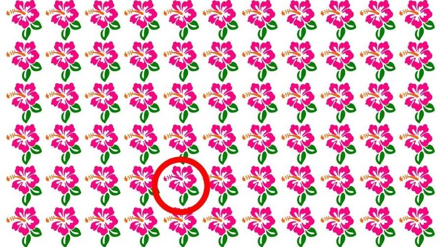 Odpověď na hádanku / foto: Fresherslive