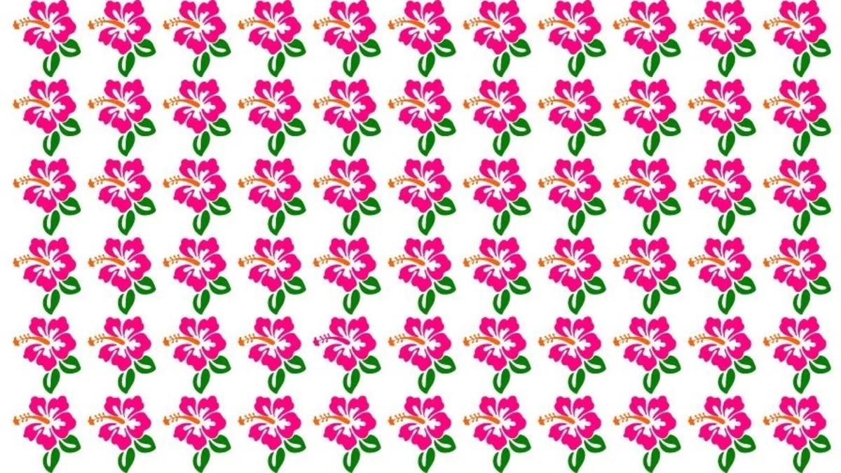 Najděte neobvyklý ibišek na obrázku / foto: Fresherslive