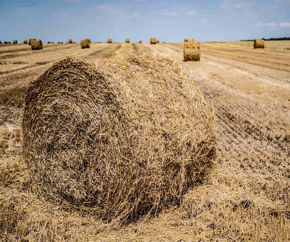 Na nalezení skrytého zvířete máte několik sekund / koláž Moje