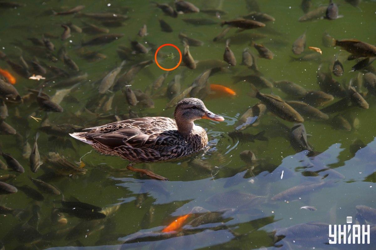 Žába byla na vrcholu skládačky / koláž s fotografií Mojeu