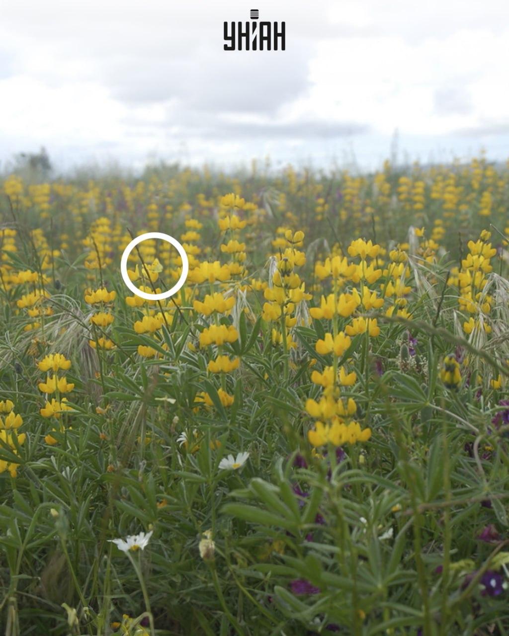 Žlutý motýl seděl na květině / koláž Moje