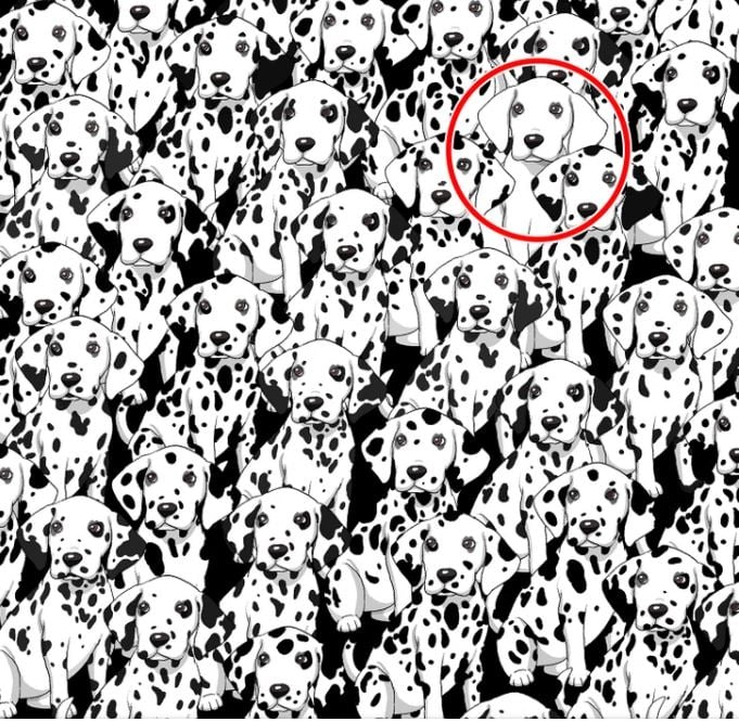 Najděte psa, který nemá mezi těmito dalmatiny žádné skvrny - vyřešení hádanky