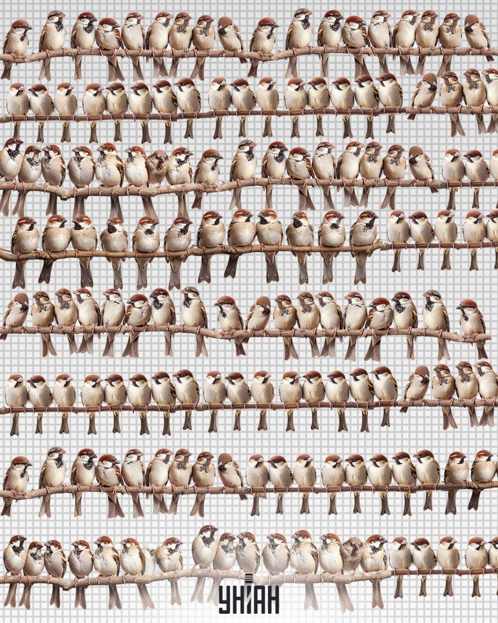 Najděte mazaného papouška mezi vrabci za 7 sekund / foto: Moje