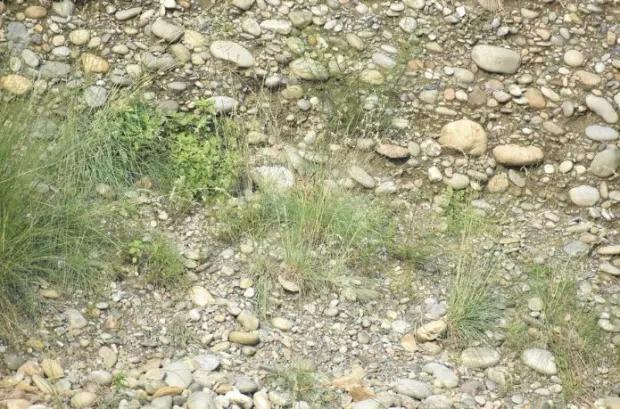 Najděte skrytou sovu / foto: The Sun / Redit