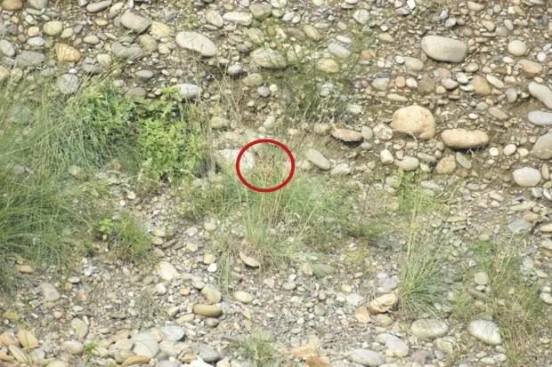 Řešení / foto: The Sun / Redit