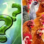 Každý vidí kuřata, ale vy musíte najít mazaného kohouta za 7 sekund: záludný hlavolam Každý vidí kuřata, ale vy musíte najít mazaného kohouta za