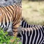 Pozor, hádanka: najděte tygra mezi zebrami za 10 sekund