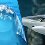 Překvapivě obtížná hádanka: za 9 sekund musíte najít žraloka mezi delfíny. Překvapivě obtížná hádanka: za 9 sekund musíte najít žraloka mezi