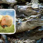 Všichni vidí krokodýly a vy musíte najít ještěrku: super náročná