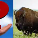 Všichni vidí zubry, ale vy musíte za 8 sekund najít